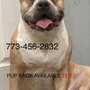 XXL BULLY STUD FOR ONLY