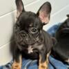 Rambo - handsome AKC French Bulldog puppy