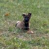 BLUEGRASS COUNTRY GERMAN SHEPHERDS - Pups Available