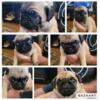 Pug Puppies for sale