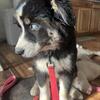 Aussie Husky Mix 