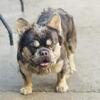 Lilac and Tan French Bulldog Stud