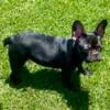 FRENCH BULLDOG female