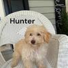 Hunter male poodle mini