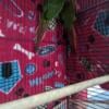 Home-raised Green-cheek Conures