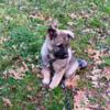 Norwegian Elkhound Puppies