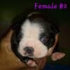 Pure Bred Boston Terrier Puppies *born 7-27-24*