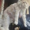 Beautiful Maincoon kittens one female left
