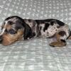Dachshund Puppies