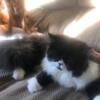 CFA reg black and white Persian female kitten