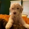 Bring Home Joy: Gorgeous Standard Poodle Puppies Available Now!