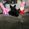 Beautiful  champion sired female Scottish terrier puppies 600.00