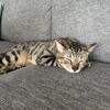 4 year old Bengal Cat