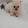 Pomeranian puppies looking for a home