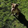 Hybrid bully 12inches 1year old male
