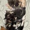 Maine coon kittens born 4-19-26