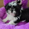 Shih Tzu puppies 