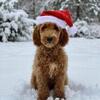 Golden Doodle Puppy