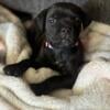 Female akc & Iccf cane Corso puppy