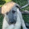 Irish Wolfhound puppy. A friendly, gentle giant.