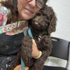 ADORABLE STANDARD POODLE PUPS!