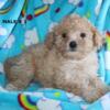Sweet ShihPoo Puppies  (ShihDoodles)