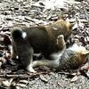 Mini Shiba Inu puppies almost a year old