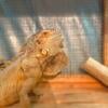 Iguana, Male, 2 years old