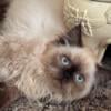 Beautiful Blue Eye Himalayan Kittens PRICE LOWERED