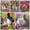 Free rabbits