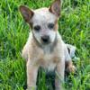 Male red heeler puppy