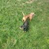 5-year-old Chihuahuas two of them bonded together