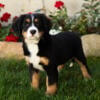 AKC Bernese Mountain Dog female puppies in Indiana 