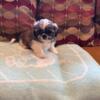 CKC SHIH TZU PUPPIES. PUREBRED. REGISTER - PUPPIES ARE READY FOR THEIR NEW HOMES