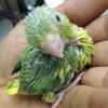 Pied/parrotlet and green babies. handfed