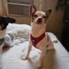 Chihuahua male, merel color, 2 years old