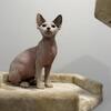 Beautiful Sphynx