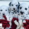 Smart Dalmatians LUA/HUA