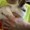 Buck lionhead looking for forever home