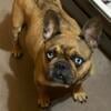 French bulldog female