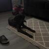 English mastiff
