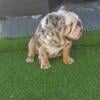 English bulldog available for stud service 