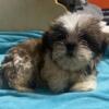 Male Shorkie Puppy Looking for a Home