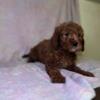 Toy Poodle (females available)