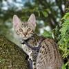 Savannahs