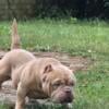 Tunchi Micro bully for stud carries x2 Miagi and 2x bape