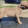 American Bully Puppies