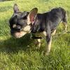 Frenchie 
