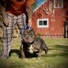 American bully males looking for pet home