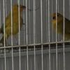 Canary & finches